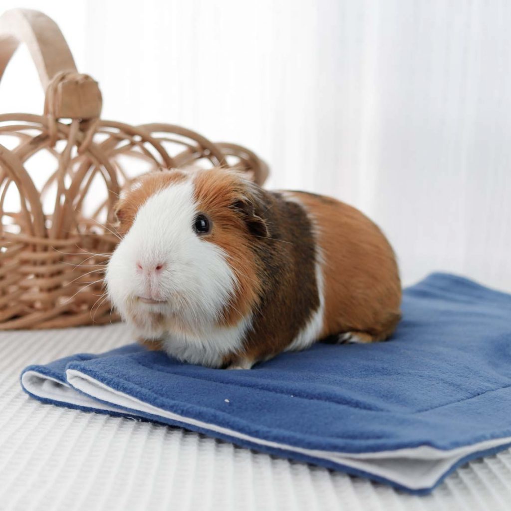 Meerschweinchen auf Pipi Pad für Fleecehaltung
