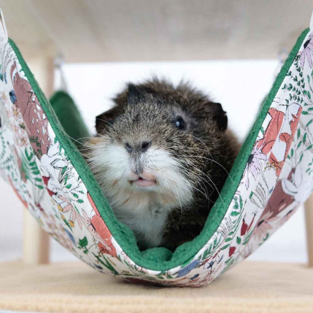 Produkttester Meerschwein Dexter in Hängematte