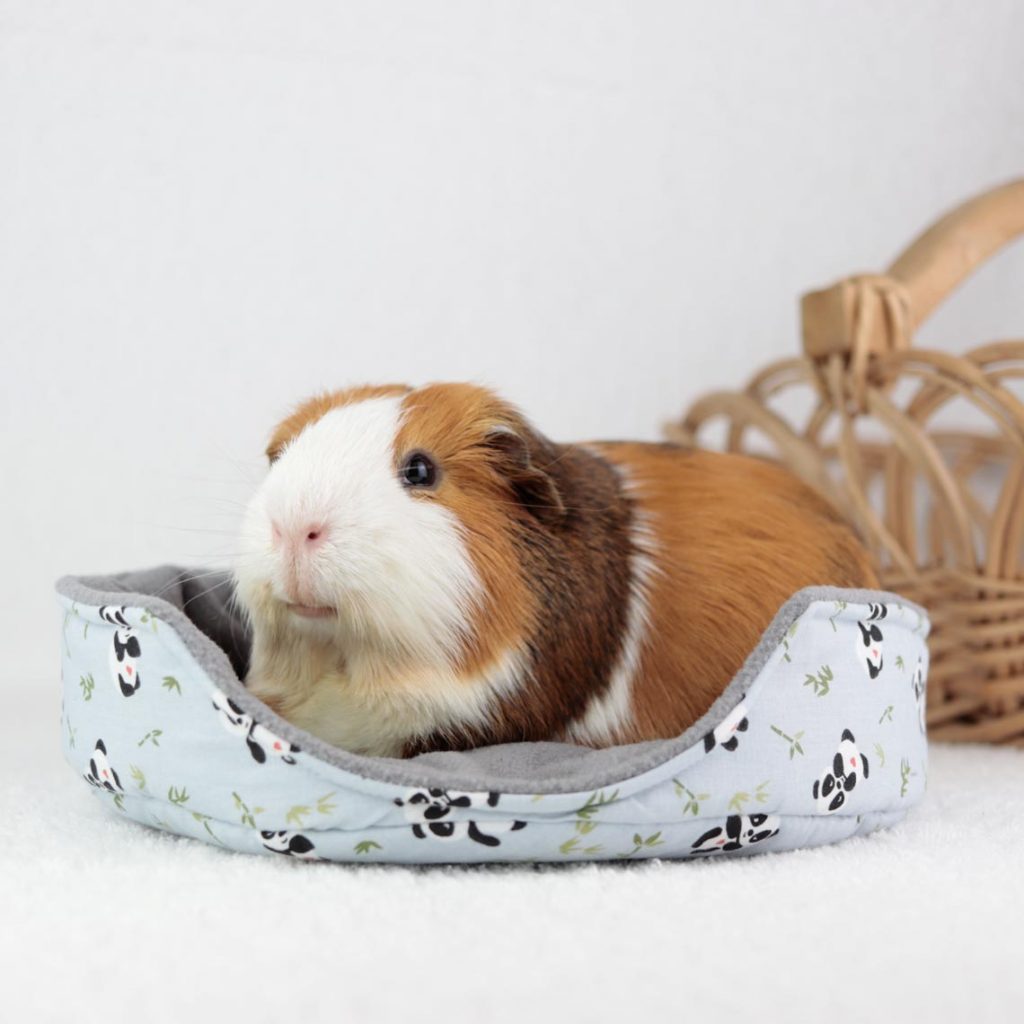 Produkttester Meerschwein Joker in rundem flachem Kuschelbett