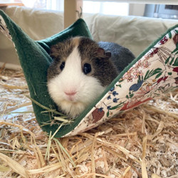 Meerschweinchen in Hängematte von Kreativ Zwerge