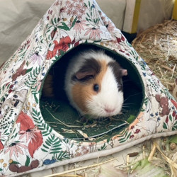 Meerschweinchen im Tipi von Kreativ Zwerge
