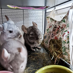 Chinchillas vor Heuraufe von Kreativ Zwerge