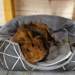 Meerschwein auf Kuschelbett von Kreativ Zwerge